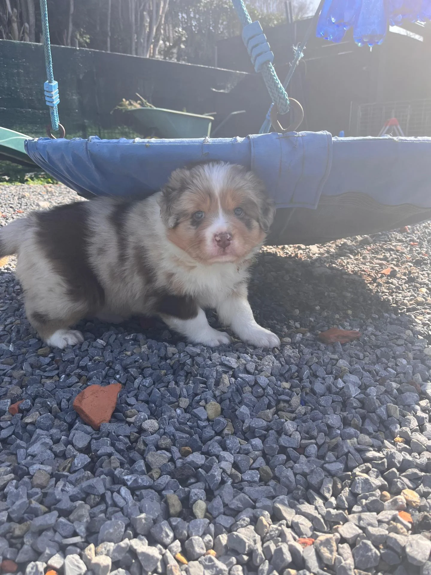 Femelle rouge merle