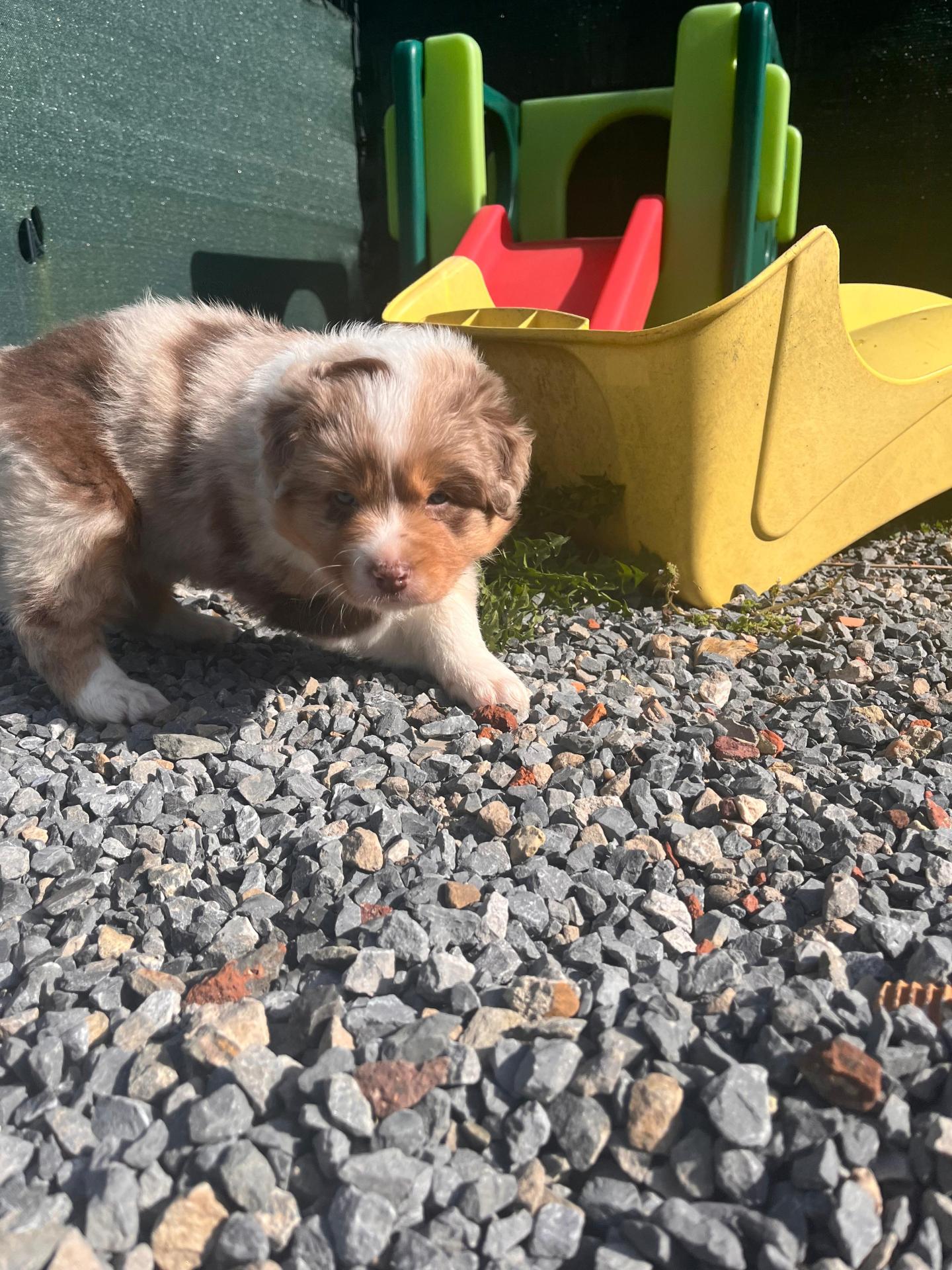Femelle rouge merle
